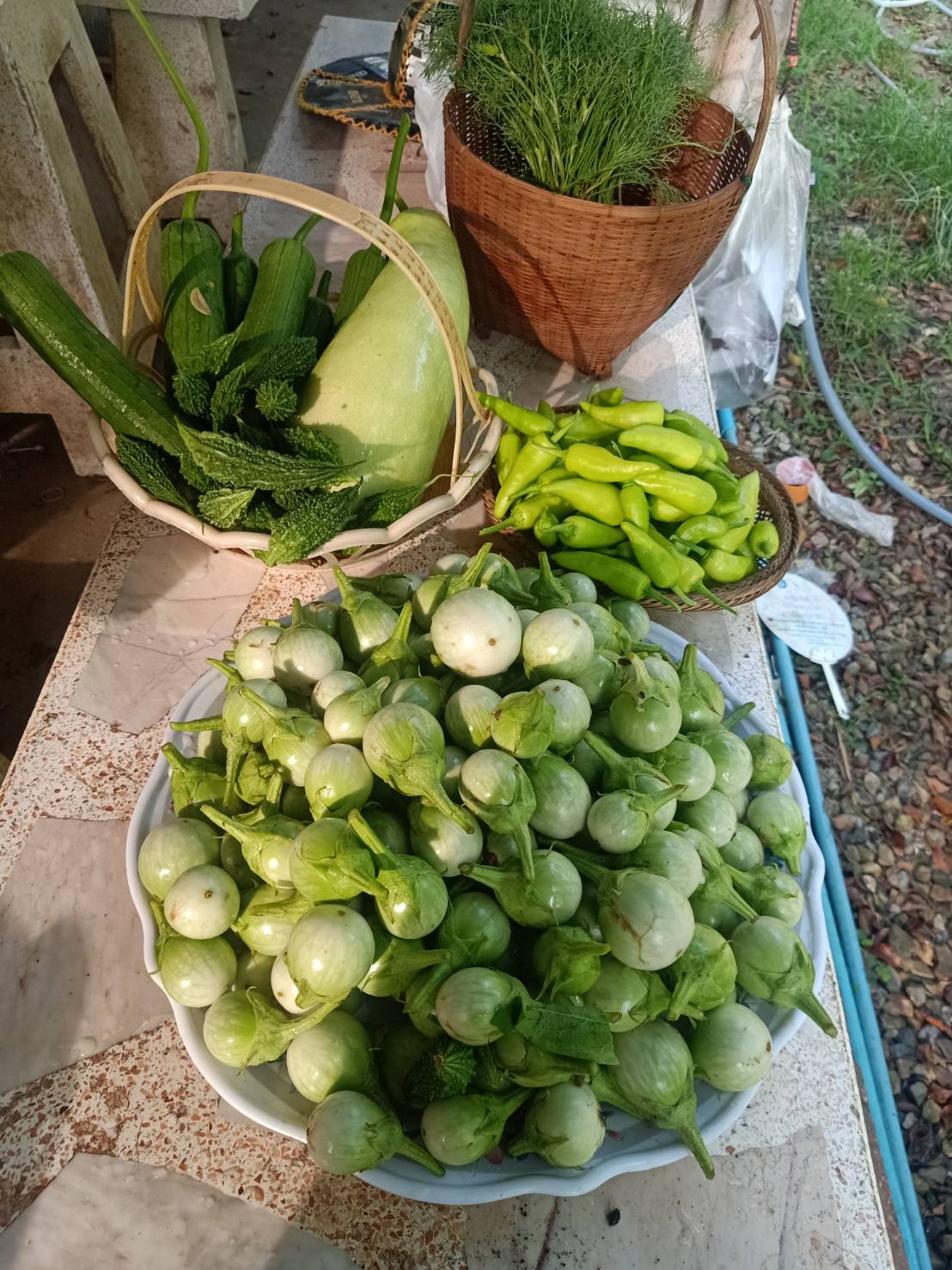 ปฏิบัติการ "QUICK WIN" 90 วัน ปลูกผักสวนครัว เพื่อสร้างความมั่นคงทางอาหาร