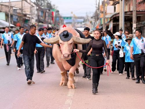 ประเพณี วิ่งควาย ครั้งที่ 45 